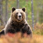 Urși bruni: Aproape 1.000 pot fi vânați. Decizie controversată la București