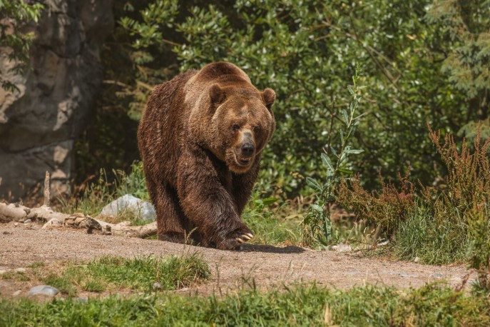 Motociclist, urmărit de urs în Bistrița-Năsăud. Jandarmii au intervenit, VIDEO