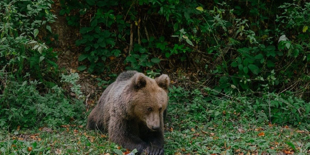 Ursul brun din Brașov, ucis ilegal cu termoviziune: Vânătorii riscă pușcărie