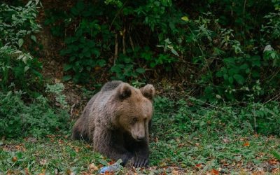 Ursul brun din Brașov, ucis ilegal cu termoviziune: Vânătorii riscă pușcărie
