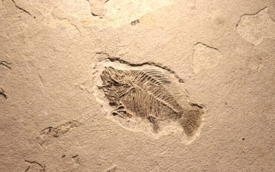 Cercetările recente au dus la o descoperire care schimbă mai vechea perspectivă asupra originii vieții animale complexe