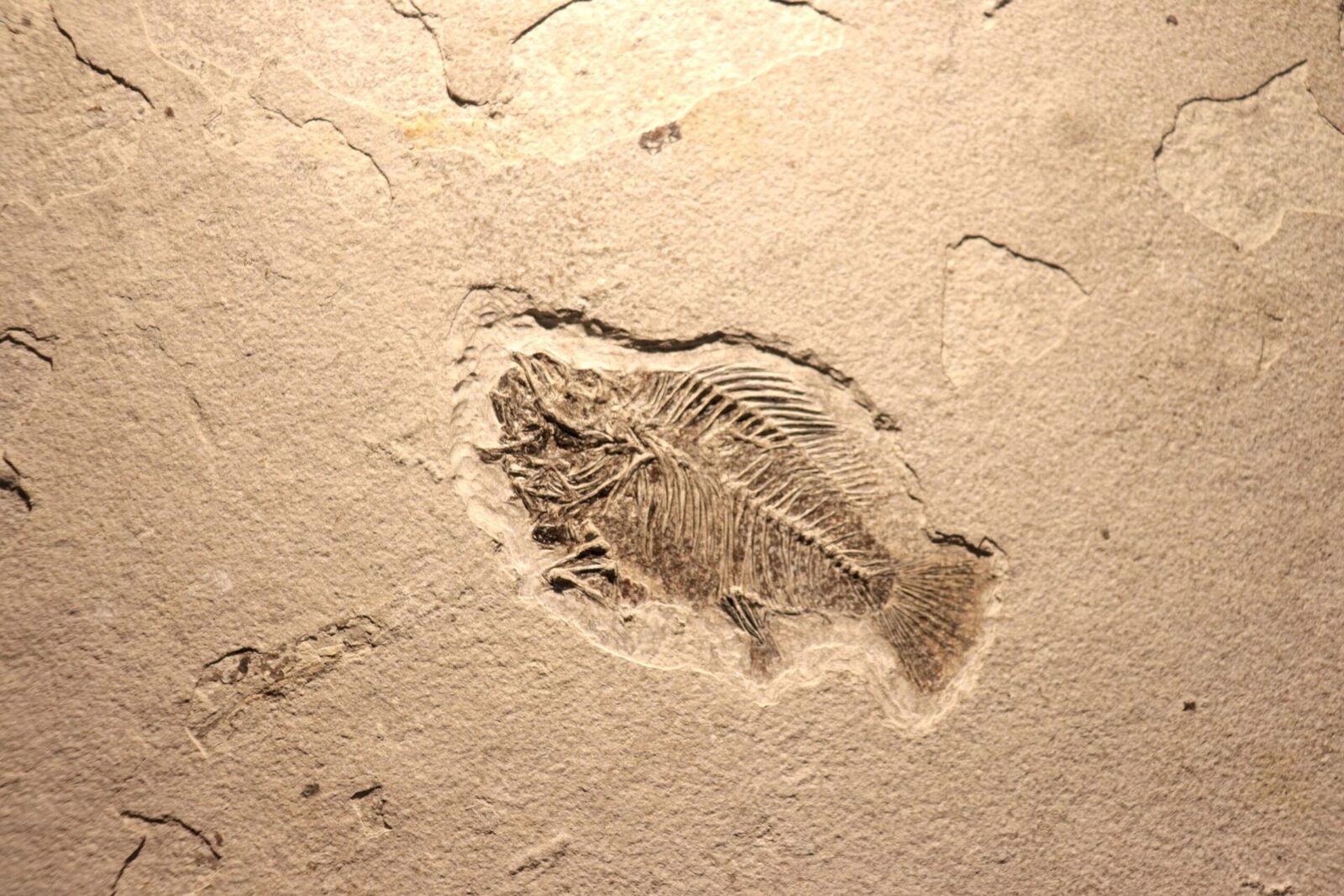 Cercetările recente au dus la o descoperire care schimbă mai vechea perspectivă asupra originii vieții animale complexe