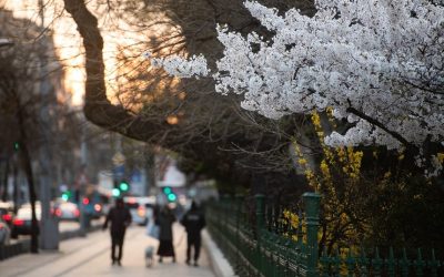 Primăvara vine oficial: Când vom scăpa de frig și vom avea temperaturi ridicate