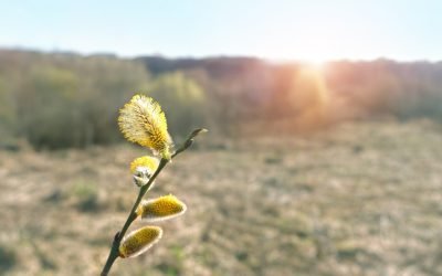 Vremea se răcește semnificativ de Paște, temperaturile minime coborând până la -7 grade Celsius Vremea se va schimba radical în următoarele două săptămâni, cu temperaturi minime care pot ajunge chiar și la -7 grade Celsius, potrivit prognozei meteo actualizate