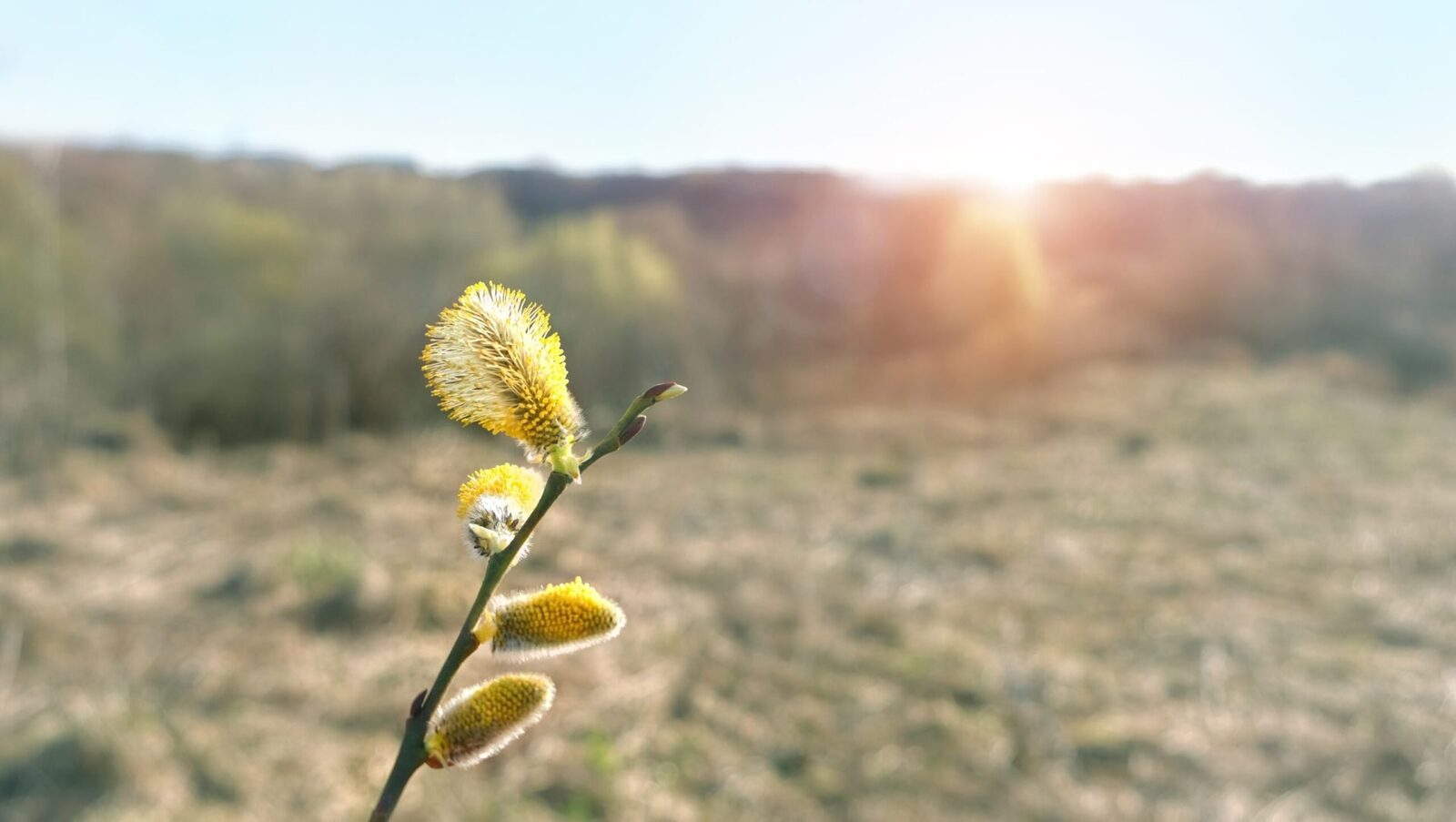 Vremea se răcește semnificativ de Paște, temperaturile minime coborând până la -7 grade Celsius Vremea se va schimba radical în următoarele două săptămâni, cu temperaturi minime care pot ajunge chiar și la -7 grade Celsius, potrivit prognozei meteo actualizate