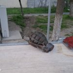 Grenadă pe un bulevard din Galați: ISU a intervenit de urgență