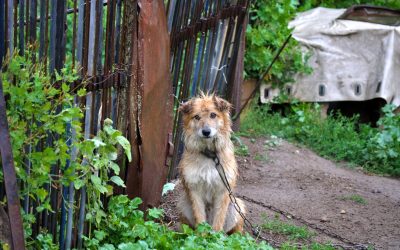 Câinii, fără lanț! Amenzi USTURĂTOARE pentru proprietarii din România