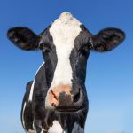 Câte grupe de sânge au vacile? Test pentru mințile sclipitoare din România
