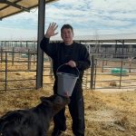 Oprea investește 5 milioane € în ferma lui Nețoiu: Black Angus de lux