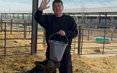 Oprea investește 5 milioane € în ferma lui Nețoiu: Black Angus de lux