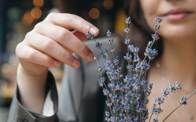 Lavanda, de la planta decorativă la ingredientul vedetă în prăjituri și cosmetice