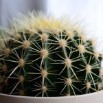 Unde să amplasezi un cactus: Sfaturi pentru prosperitate în casă