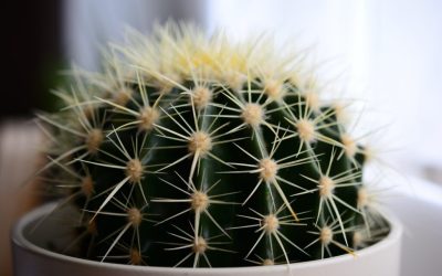 Unde să amplasezi un cactus: Sfaturi pentru prosperitate în casă