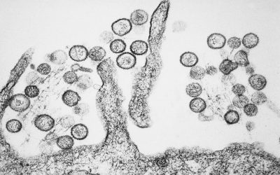 Hantavirus ucigător pe un vas de croazieră în Atlantic