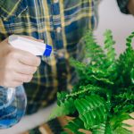 Trucul secret pentru plantele tale: nu mai rămân uscate cât ești plecat!