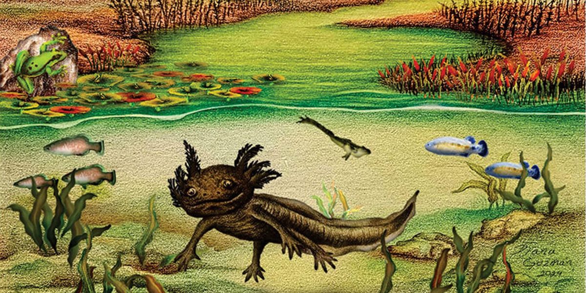 Salamandră preistorică, rudă cu axolotl, descoperită în Mexic