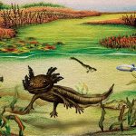 Salamandră preistorică, rudă cu axolotl, descoperită în Mexic
