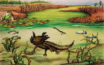 Salamandră preistorică, rudă cu axolotl, descoperită în Mexic
