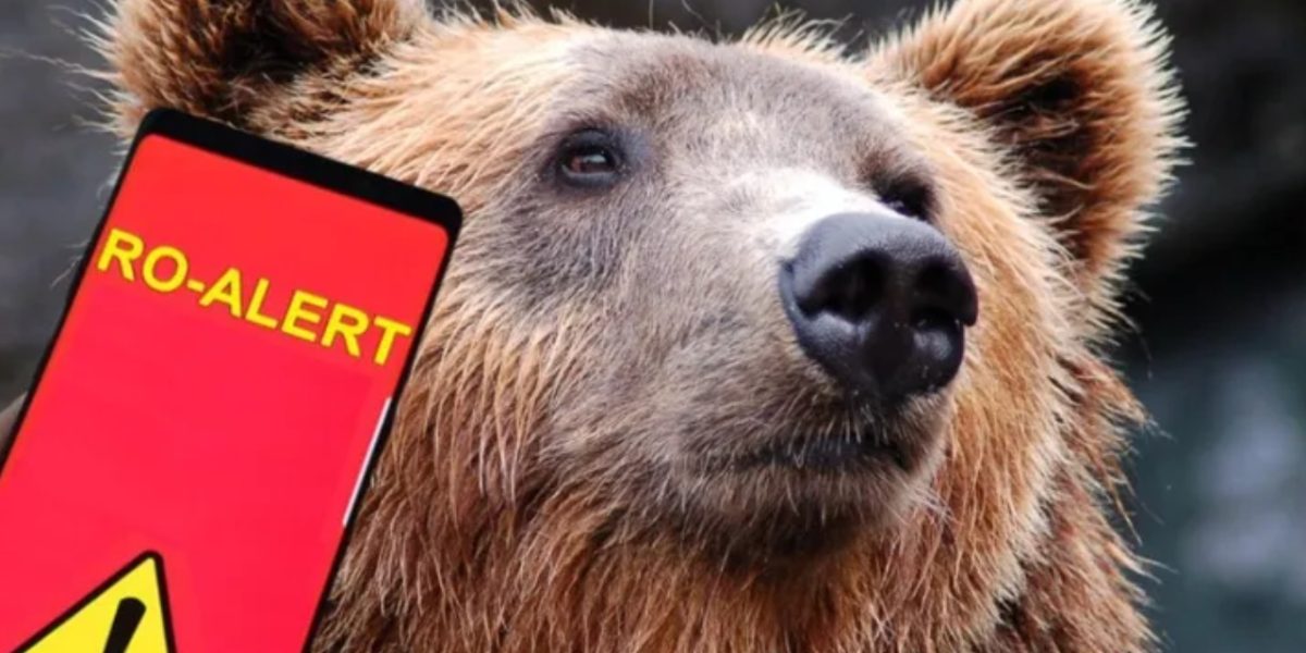 Urșii, FURIA neîmblânzită: Ro-Alert în CASCADĂ! Atacuri violente în România
