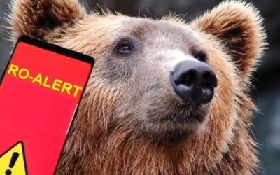 Urșii, FURIA neîmblânzită: Ro-Alert în CASCADĂ! Atacuri violente în România