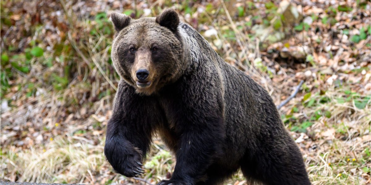 Urs violent în Vâlcea: Atac mortal asupra unui bărbat și a unui vițel