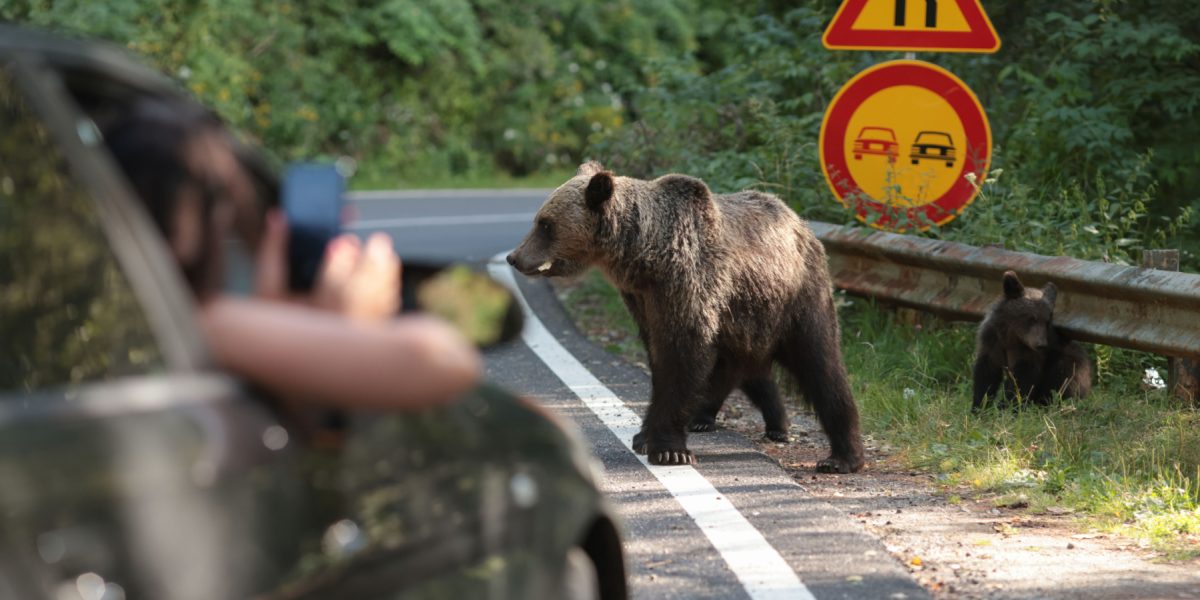 Urși pe Transfăgărășan: 9 atacați, turiști imprudenți cu selfie-uri-n pădure