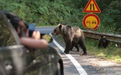 Urși pe Transfăgărășan: 9 atacați, turiști imprudenți cu selfie-uri-n pădure