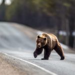 Buzoianu: Urșii periculoși, intervenție la intrarea în localități