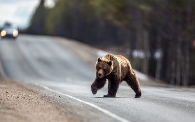 Buzoianu: Urșii periculoși, intervenție la intrarea în localități