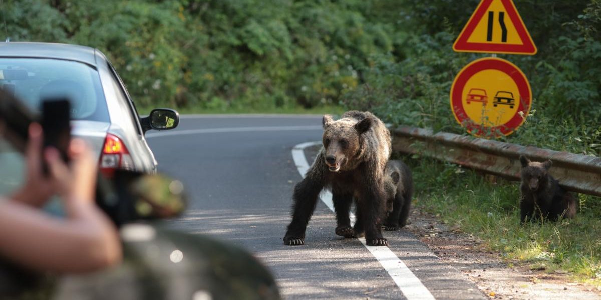 Urși pe stradă, nebunie! Silvicultorii spun că numsărul lor din România e mult mai mare