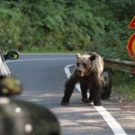 Urși pe stradă, nebunie! Silvicultorii spun că numsărul lor din România e mult mai mare