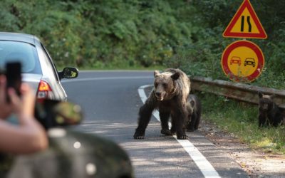 Urși pe stradă, nebunie! Silvicultorii spun că numsărul lor din România e mult mai mare