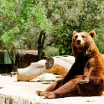 Urs în Avrig a ucis 20 de găini, apoi a fost împușcat