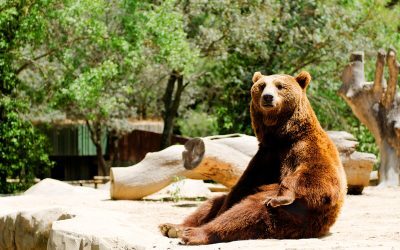 Urs în Avrig a ucis 20 de găini, apoi a fost împușcat