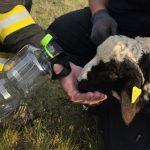 Miel salvat din prăpastie de 20 de metri, o poveste incredibilă