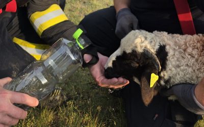 Miel salvat din prăpastie de 20 de metri, o poveste incredibilă