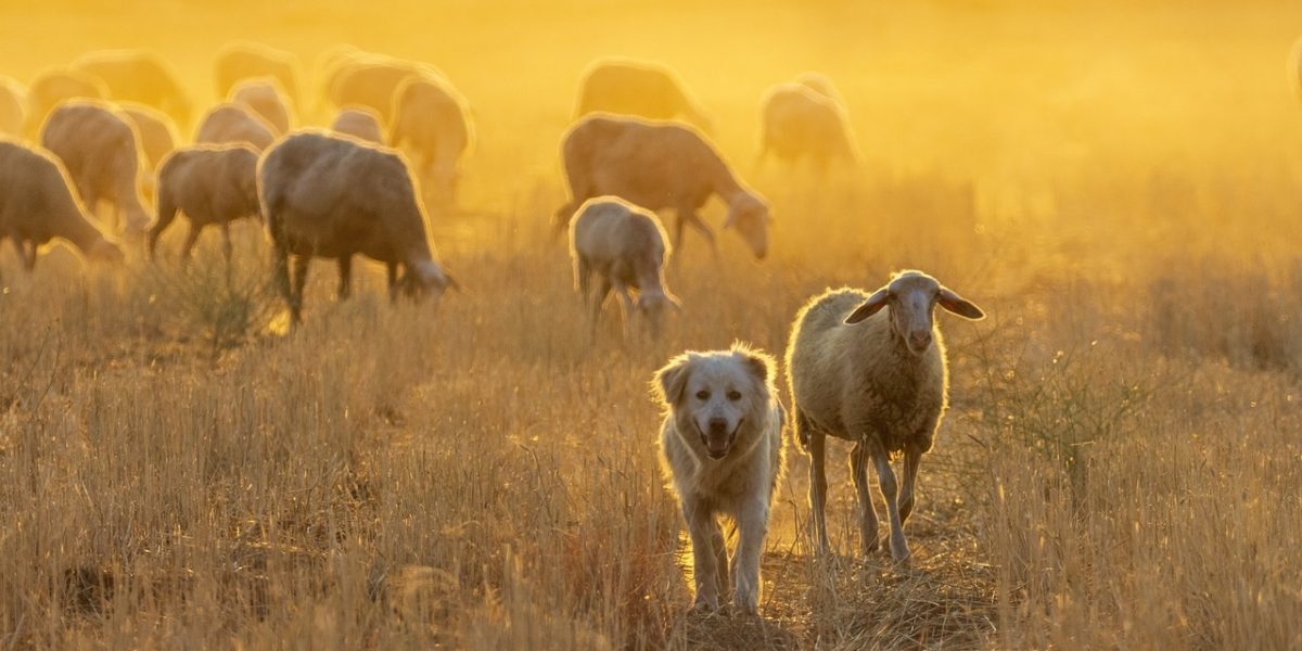 Mureș: 700 de oi, sacrificate din rea-voință și leacuri băbești