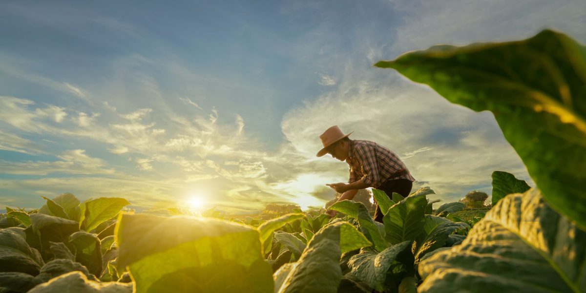 Tutunul: Secretul nicotinei, dezvăluit de plantă.