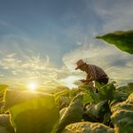 Tutunul: Secretul nicotinei, dezvăluit de plantă.