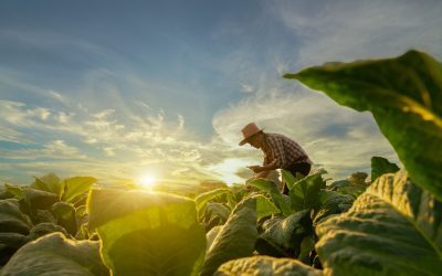 Tutunul: Secretul nicotinei, dezvăluit de plantă.