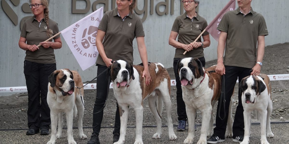 Saint Bernard, câinii legendari, veghează Alpii. Muzeu unic le păstrează gloria