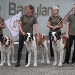 Saint Bernard, câinii legendari, veghează Alpii. Muzeu unic le păstrează gloria