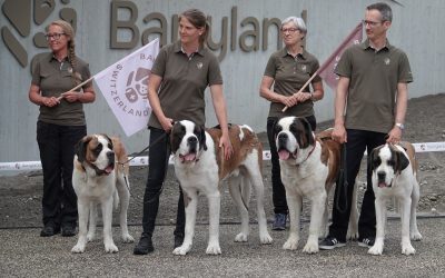 Saint Bernard, câinii legendari, veghează Alpii. Muzeu unic le păstrează gloria