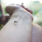 Țânțarii te vânează: de ce ești ținta lor preferată