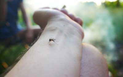 Țânțarii te vânează: de ce ești ținta lor preferată