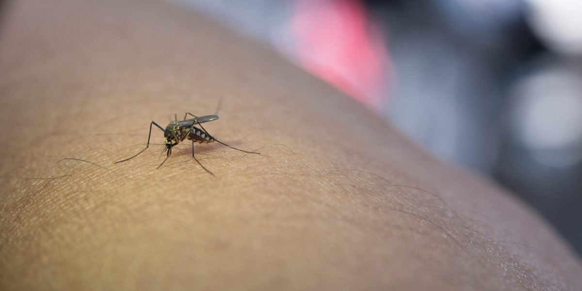 Dronă-vânător se luptă cu țânțarii din zbor