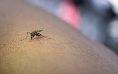 Dronă-vânător se luptă cu țânțarii din zbor