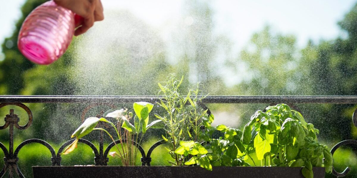Plante Aromatice: Soluții Miraculoase Contra Insectelor