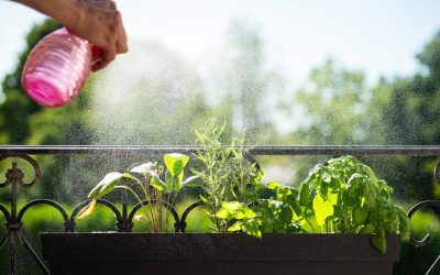 Plante Aromatice: Soluții Miraculoase Contra Insectelor