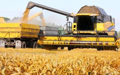 Consiliul Concurenței dă amenzi uriașe: 16 milioane euro pentru cartelul semințelor